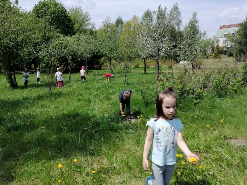 W poszukiwaniu mniszka lekarskiego - zdjęcie 16